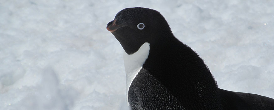 penguine2.jpg